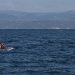 Human rights organisations demand justice for victims of Pylos shipwreck after ‘starkly divergent’ accounts of events – JURIST